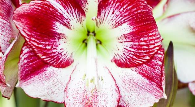 Hippeastrum