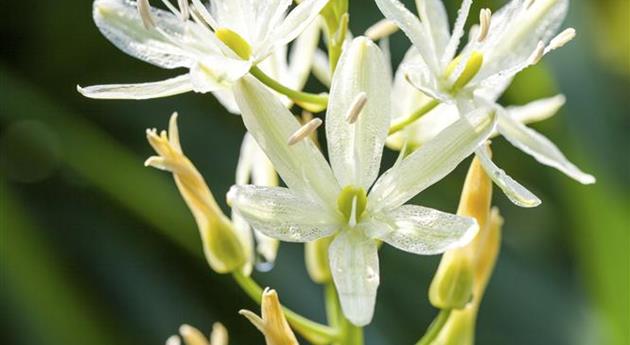 Camassia leichtlinii 'Alba'