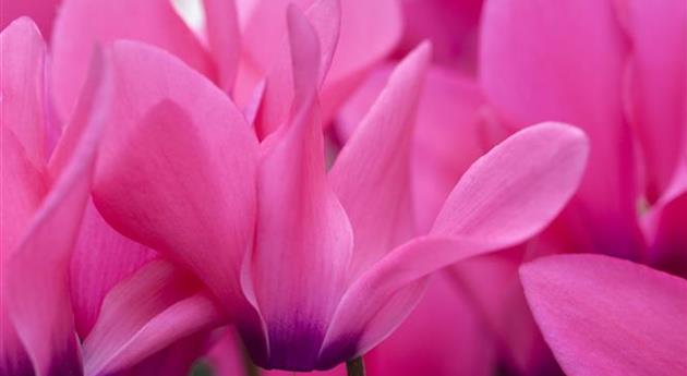 Cyclamen coum 'Rubrum'