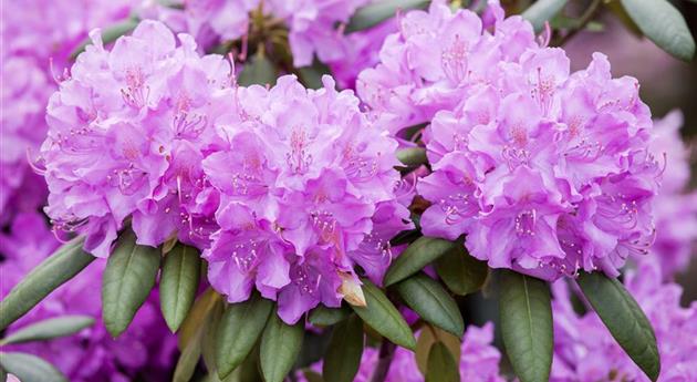 Rhododendron 'Roseum Elegans'