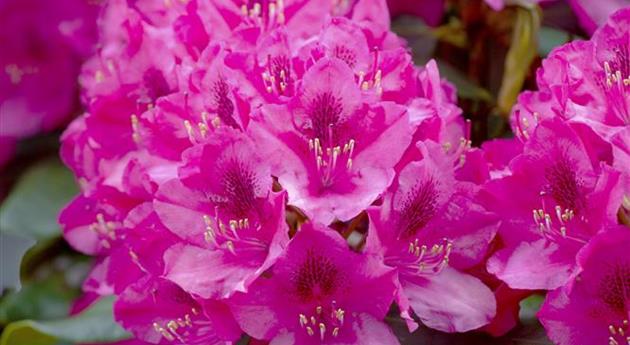 Rhododendron 'Nova Zembla'