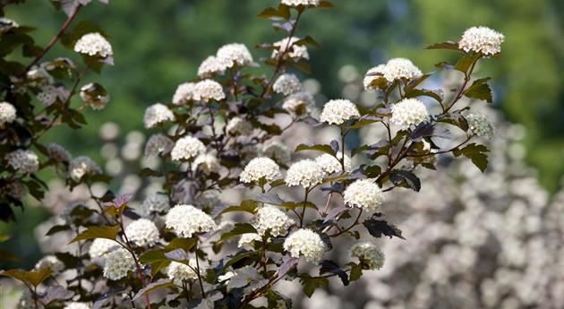 Physocarpus opulifolius 'Diabolo'®