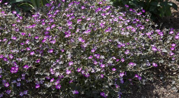 Aster laevis 'Blauschleier'