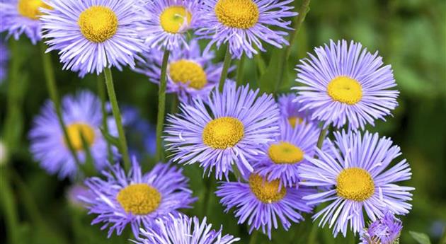 Aster dumosus