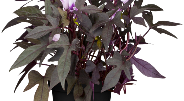 Ipomoea purpurea