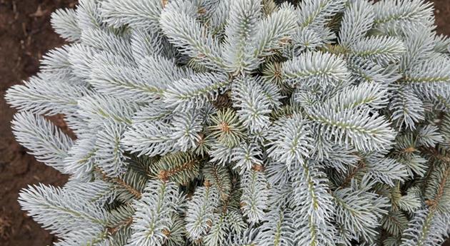 Picea pungens 'Glauca Globosa'