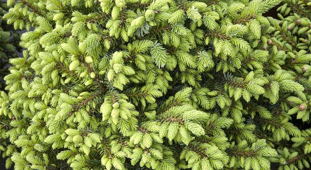 Picea omorika 'Nana'