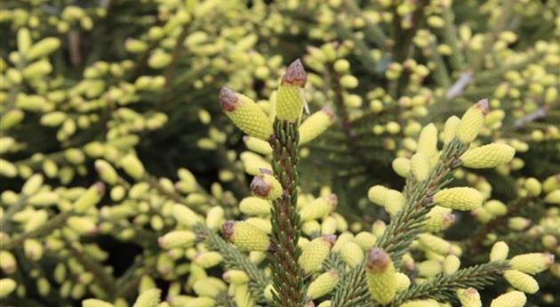 Picea orientalis 'Aurea Compacta'