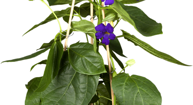 Thunbergia battiscombei