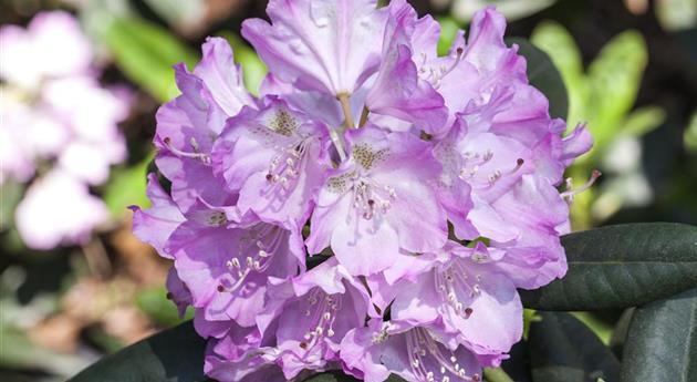 Rhododendron 'Snipe'