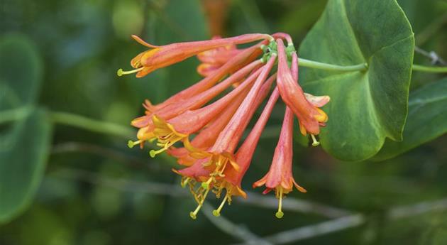 Lonicera x brownii 'Dropmore Scarlet'