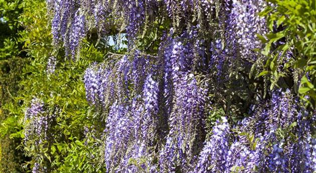 Wisteria floribunda