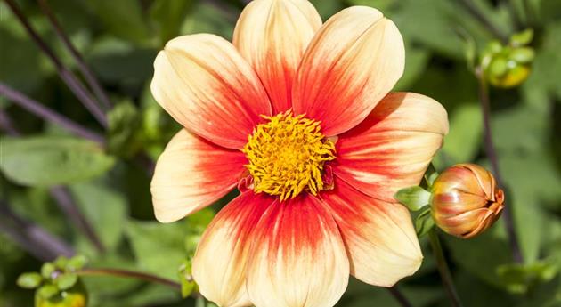 Dahlia 'Schloss Reinbek'