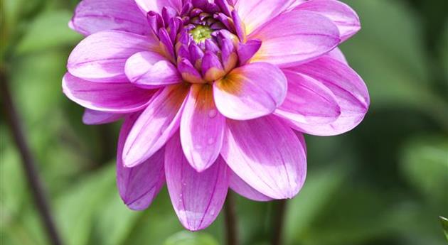 Dahlia 'Brigitte Epple'