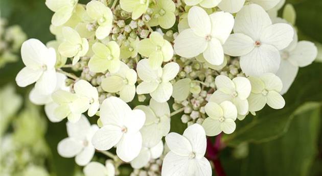 Hydrangea paniculata 'Vanille Fraise'®