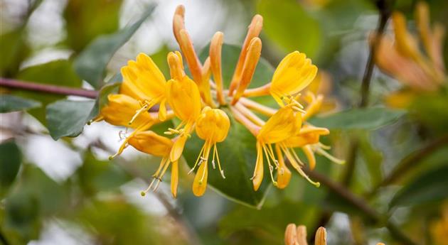 Lonicera tellmanniana