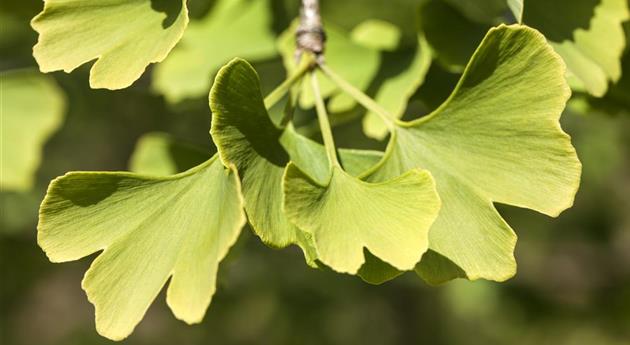 Ginkgo biloba 'Menhir'®