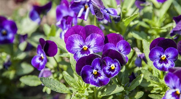 Stiefmütterchen als Highlight für Garten und Balkon