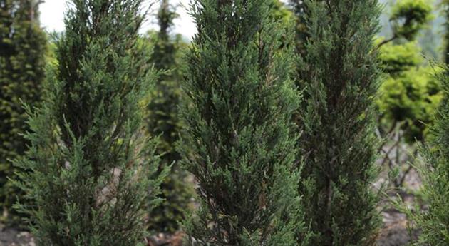 Juniperus virginiana 'Skyrocket'