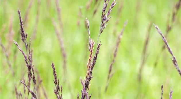 Molinia caerulea