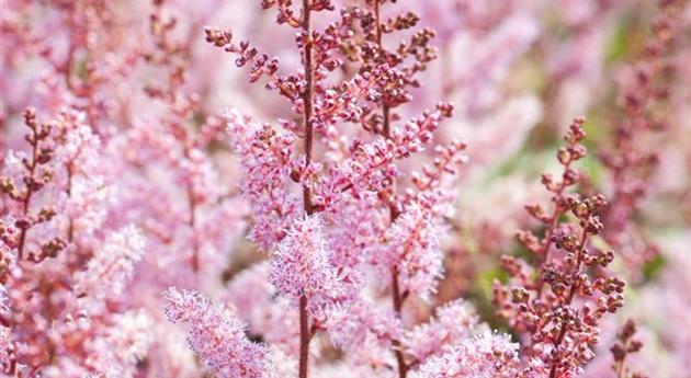 Astilbe chinensis