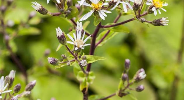 Aster divaricatus