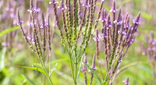 Verbena officinalis