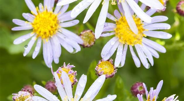 Aster ericoides 'Schneetanne'