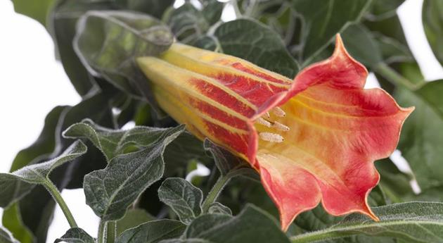 Brugmansia sanguinea