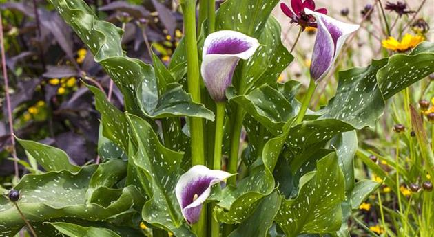 Zantedeschia aethiopica 'Picasso'