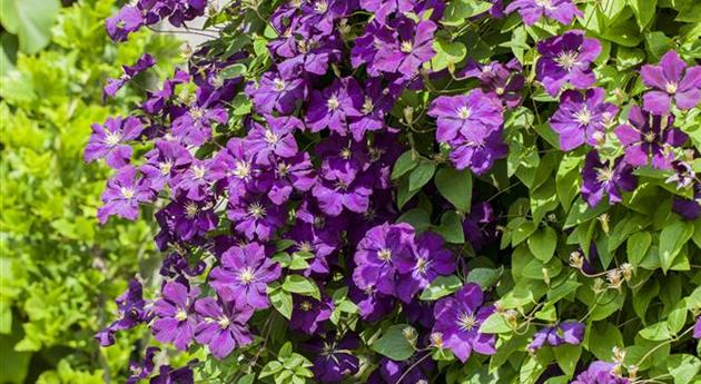 Clematis 'Temptation'