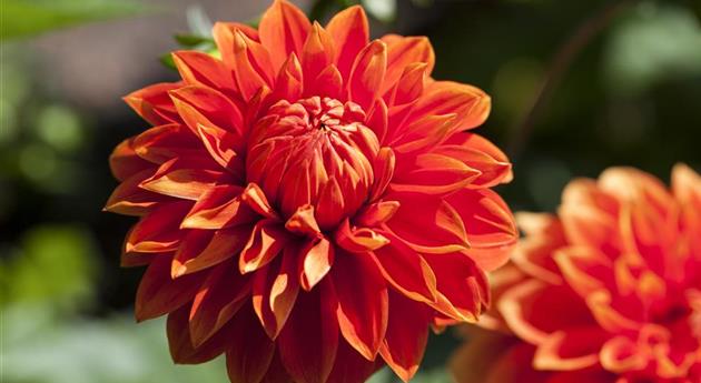 Dahlia 'Wigo Super'