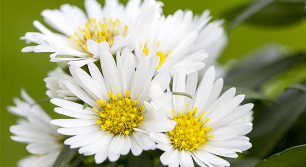 Aster alpinus 'Albus'