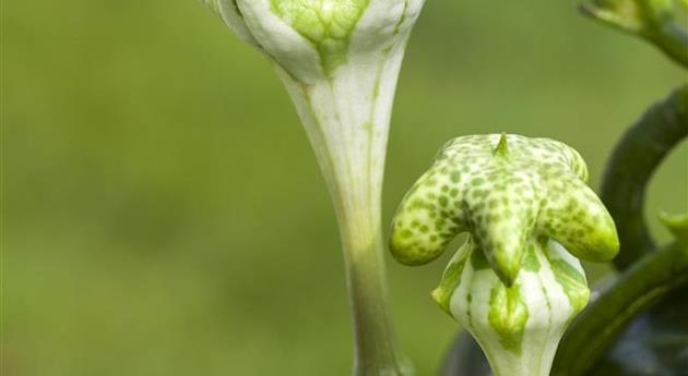 Ceropegia sandersonii