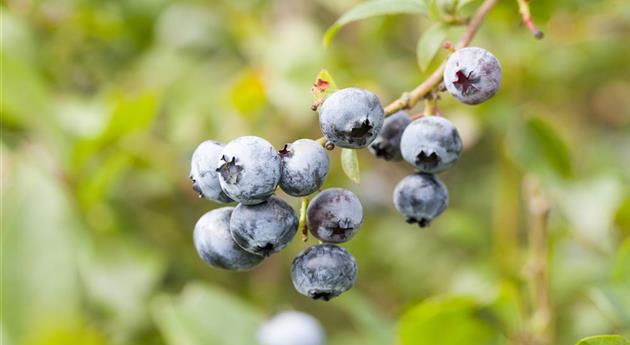 Die Ernte bei Obstgehölzen – Was kann wann genascht werden?