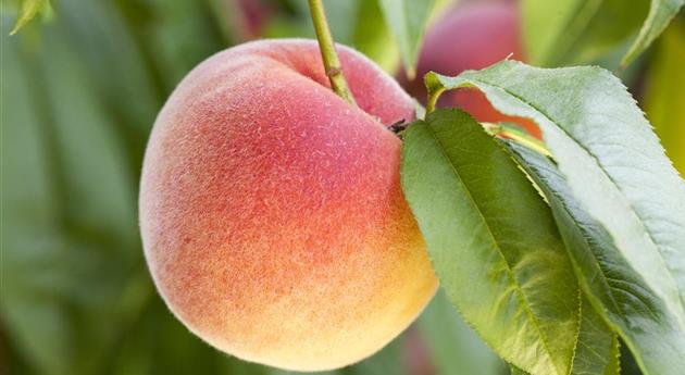 Obstbäume brauchen Sommerschnitt für die optimale Ernte