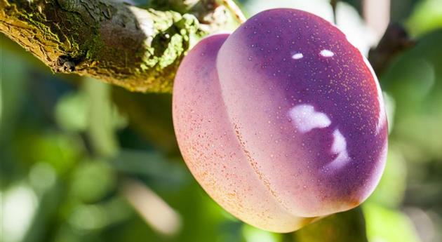 Obstgehölze pflegen und den Garten gleich mit