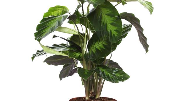 Calathea marant