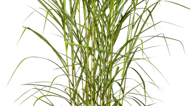 Miscanthus x giganteus 'Aksel Olsen'