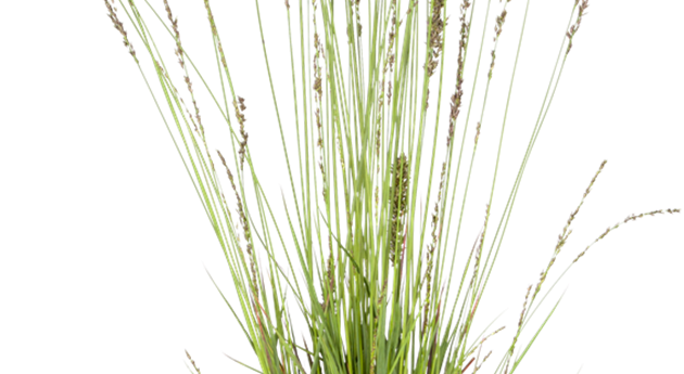 Molinia caerulea 'Moorhexe'