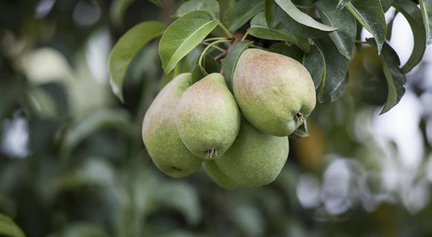 Einen Naschgarten mit Obstgehölzen anlegen und losnaschen