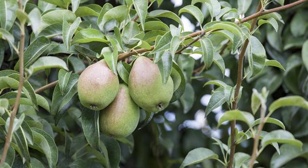 So bereichern diese vitaminreichen Obstpflanzen jeden Garten