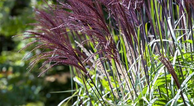 Miscanthus sinensis 'Rotfeder'