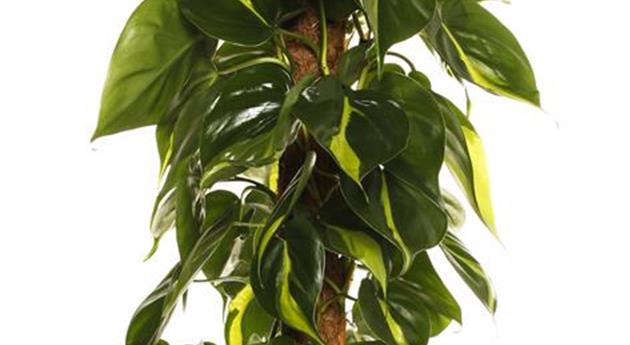 Philodendron scandens 'Brasil'