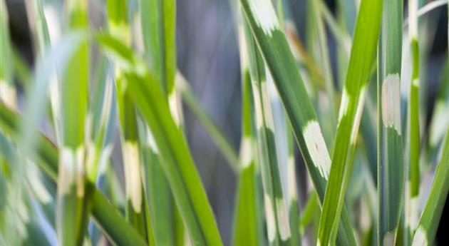 Miscanthus sinensis 'Strictus'