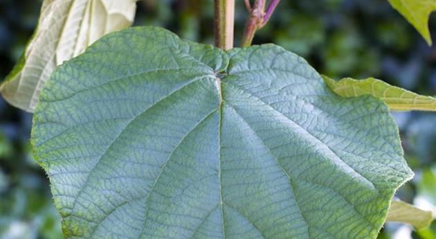 Actinidia chinensis 'Atlas'