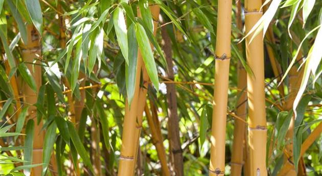 Phyllostachys vivax 'Aureocaulis'