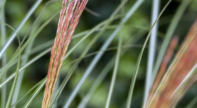 Miscanthus sinensis 'Kleine Silberspinne'