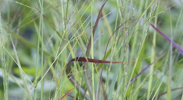 Panicum virgatum 'Rehbraun'