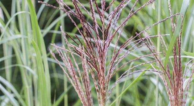 Miscanthus sinensis 'Malepartus'